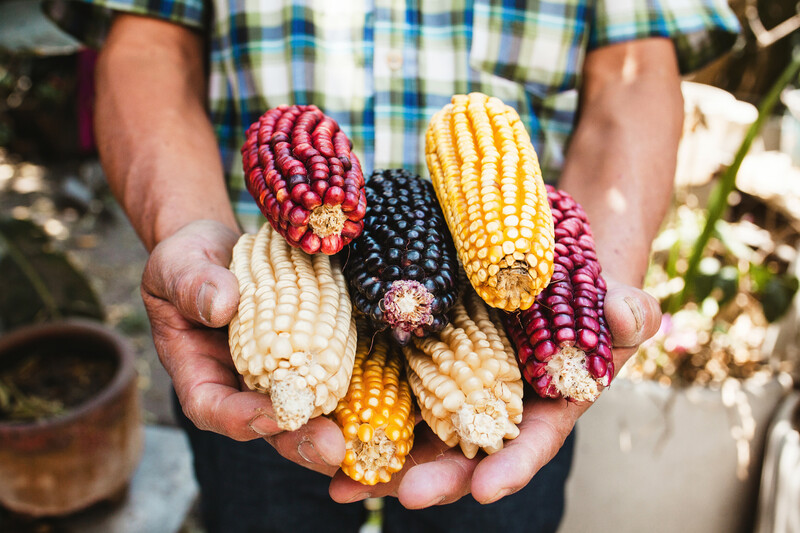 person holding corn