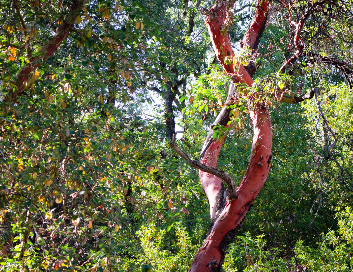 DNA-shaped branches