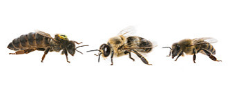 A queen bee, a drone, and a worker bee