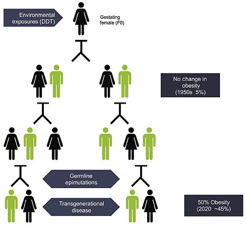 Chart showing transgeneration inheritance