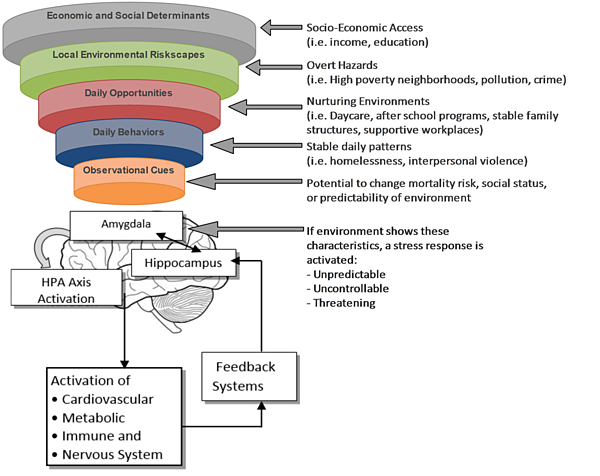 psychosocial model