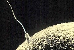 sperm and egg