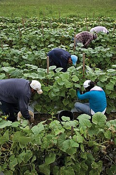 agricultural workers