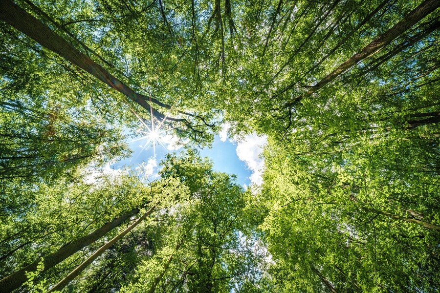 View of sky through trees