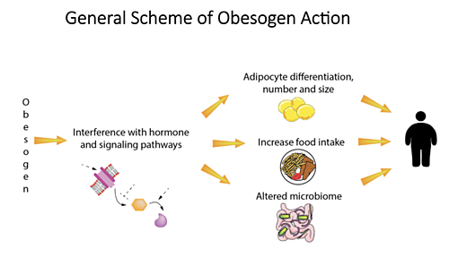 General scheme of obesogen action